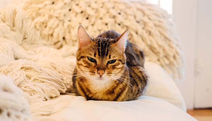 Happy cat in a warm home