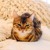 Happy cat in a warm home